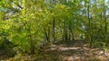 Path that passes through the forest, in autumn Royalty Free Stock Photo