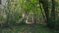 Path that passes through the forest, in autumn Royalty Free Stock Photo