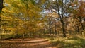 Path that passes through the forest, in autumn Royalty Free Stock Photo