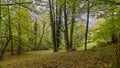 Path that passes through the forest, in autumn Royalty Free Stock Photo