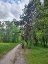 The path passes in the forest near a pine tree broken by a thunderstorm after a rain against the backdrop of green foliage . Royalty Free Stock Photo