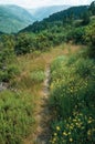 Path passing through hill covered by flowered bushes Royalty Free Stock Photo