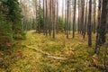 Path, pathway, way in wild autumn evergreen coniferous forest re Royalty Free Stock Photo