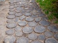 Path paved with saws of a tree trunk