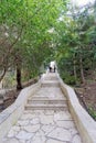 A path paved white stone path among green bushes and trees