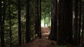 Path in the peaceful forest Royalty Free Stock Photo