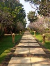 Path in the picturesque jungle Royalty Free Stock Photo