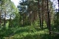 A path in a pine forest. Green grass. Blue sky with clouds. Bench Royalty Free Stock Photo