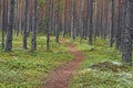Path in a pine forest among large even tree trunks, horizontal frame Royalty Free Stock Photo