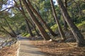 Losinj - The path in a pine forest Royalty Free Stock Photo