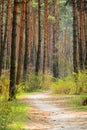 The path in a pine forest in the spring Royalty Free Stock Photo