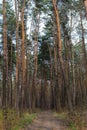 Path in pine forest on sunny day. Nature and wilderness concept. Country road in pine wood.