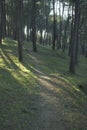 Path in a pine forest at sunset with clearings and shadows from the sun is rays Royalty Free Stock Photo
