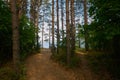 Path in a pine forest with a view of a wide river Royalty Free Stock Photo