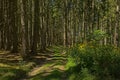 PAth through a pine forest with wood ragwort flowers