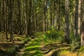 Path through a pine forest with wood ragwort flowers