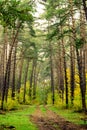 Path in a pine forest Royalty Free Stock Photo