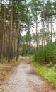 Path through a pine grove