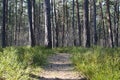 Path between pine trees. Coniferous forest in Latvia
