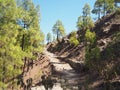 Path through pine trees on Gran Canaria