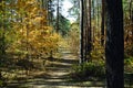 Path among pine trunks and other plants in the autumn sunny forest