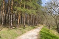 path among the pines, trees, tree trunks, park, forest