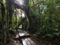 A path in the primal forest in Reunion tropical Island Royalty Free Stock Photo