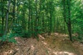 Path through primeval beech forest Royalty Free Stock Photo