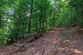 Path through primeval beech forest Royalty Free Stock Photo