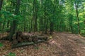 Path through primeval beech forest Royalty Free Stock Photo