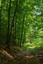 path through primeval beech forest Royalty Free Stock Photo