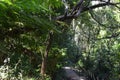 A path on the Prince Henry Cliff Walk Royalty Free Stock Photo