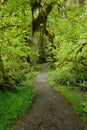 Path in rain forest Royalty Free Stock Photo
