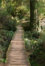 Path through the rain forest Royalty Free Stock Photo