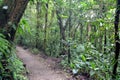 A path in the rain forest in the Jungle. Monteverde. Costa Rica. Royalty Free Stock Photo