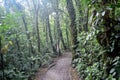 A path in the rain forest in the Jungle. Monteverde. Costa Rica. Royalty Free Stock Photo