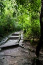 Path in the rain forest Royalty Free Stock Photo