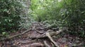 path the rain forest.  rainy day Royalty Free Stock Photo