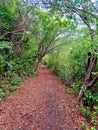 Path in rainforest of the French West Indies. Nature and lush Caribbean vegetation. Idyllic landscape