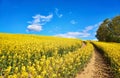 Path through the rapeseed field with tree under blue sky with beautiful clouds Royalty Free Stock Photo