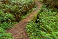 Path through redwood forest among ferns Royalty Free Stock Photo