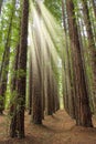 Redwood Tree Plantation