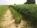 Path through ripe field Royalty Free Stock Photo