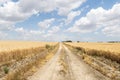 Path through ripe wheat field Royalty Free Stock Photo