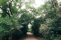 Path road among green leaves and trees in park in summer city. Misty road and trees in forest. Atmospheric calm moment. Space for