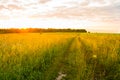 Path Road On Meadow Field At Sunrise In Summer Royalty Free Stock Photo