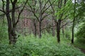 Path road in an oak grove. Deciduous forest. Trees bent their branches over the ground covered with green Royalty Free Stock Photo