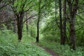 Path road in an oak grove. Deciduous forest. Trees bent their branches over the ground covered with green Royalty Free Stock Photo