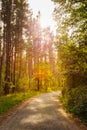 Path Road Way Pathway On In Summer Sunny Forest at Sunset or Sun Royalty Free Stock Photo