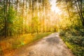 Path Road Way Pathway On In Summer Sunny Forest at Sunset or Sun Royalty Free Stock Photo